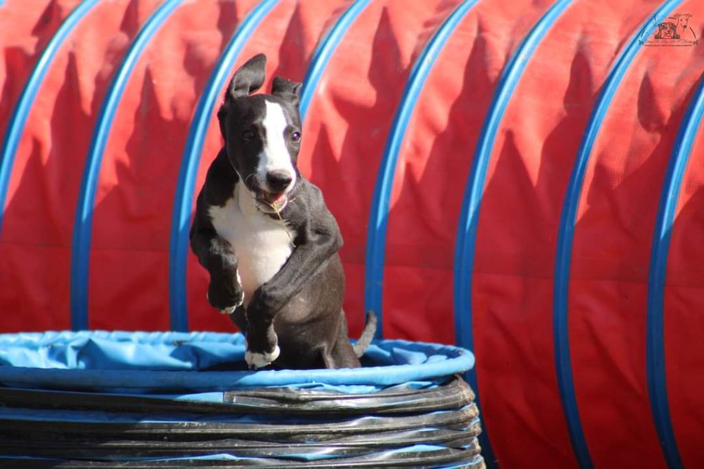 du Pays de l'Auvézère - Chiot disponible  - Whippet