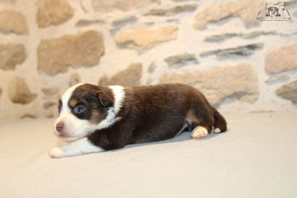 du Pays de l'Auvézère - Chiot disponible  - Berger Américain Miniature 