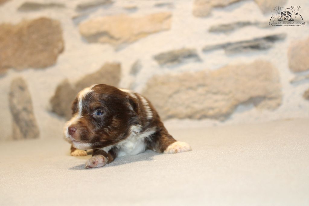 du Pays de l'Auvézère - Chiot disponible  - Berger Américain Miniature 