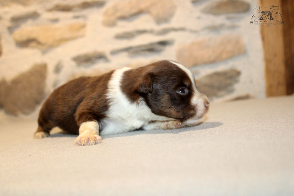 du Pays de l'Auvézère - Chiot disponible  - Berger Américain Miniature 