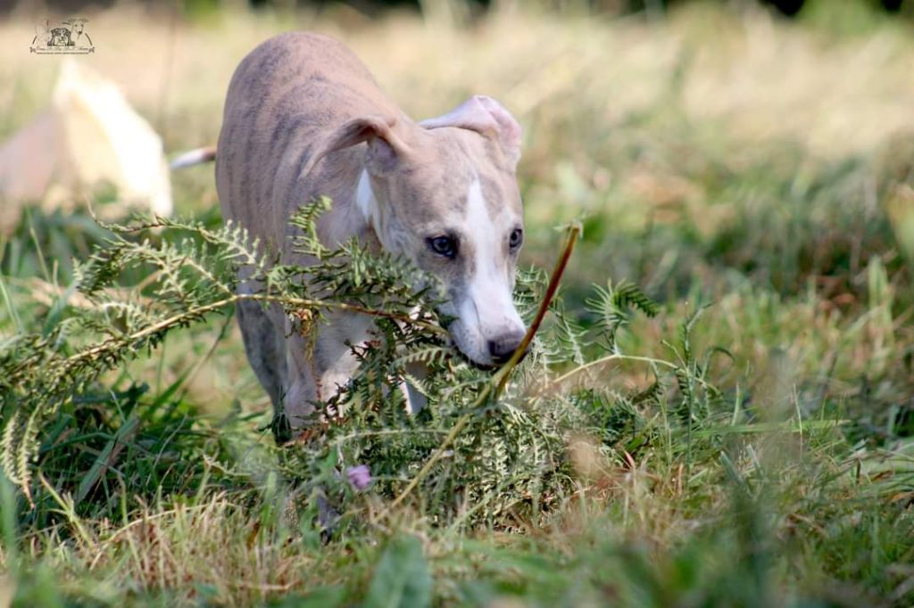 du Pays de l'Auvézère - Chiot disponible  - Whippet