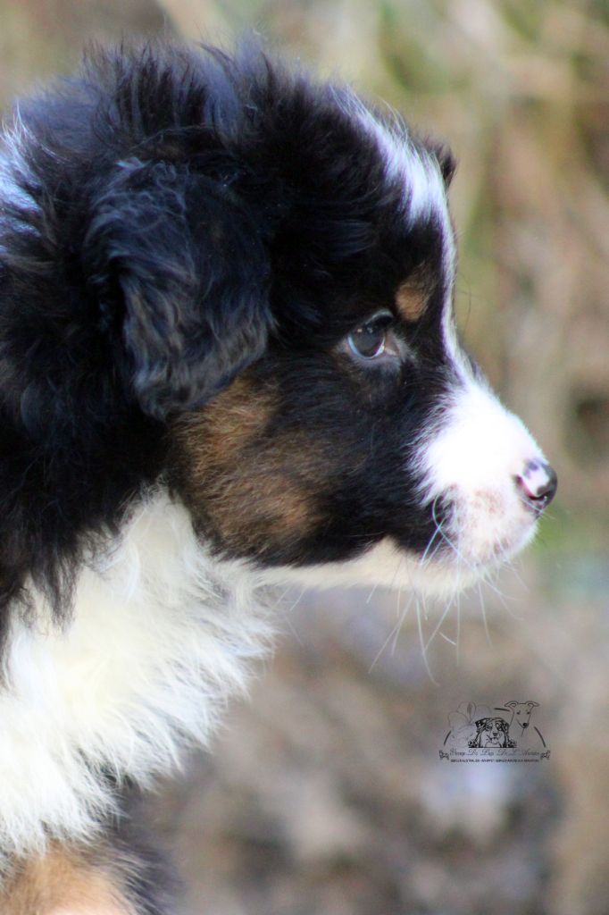 du Pays de l'Auvézère - Chiot disponible  - Berger Américain Miniature 