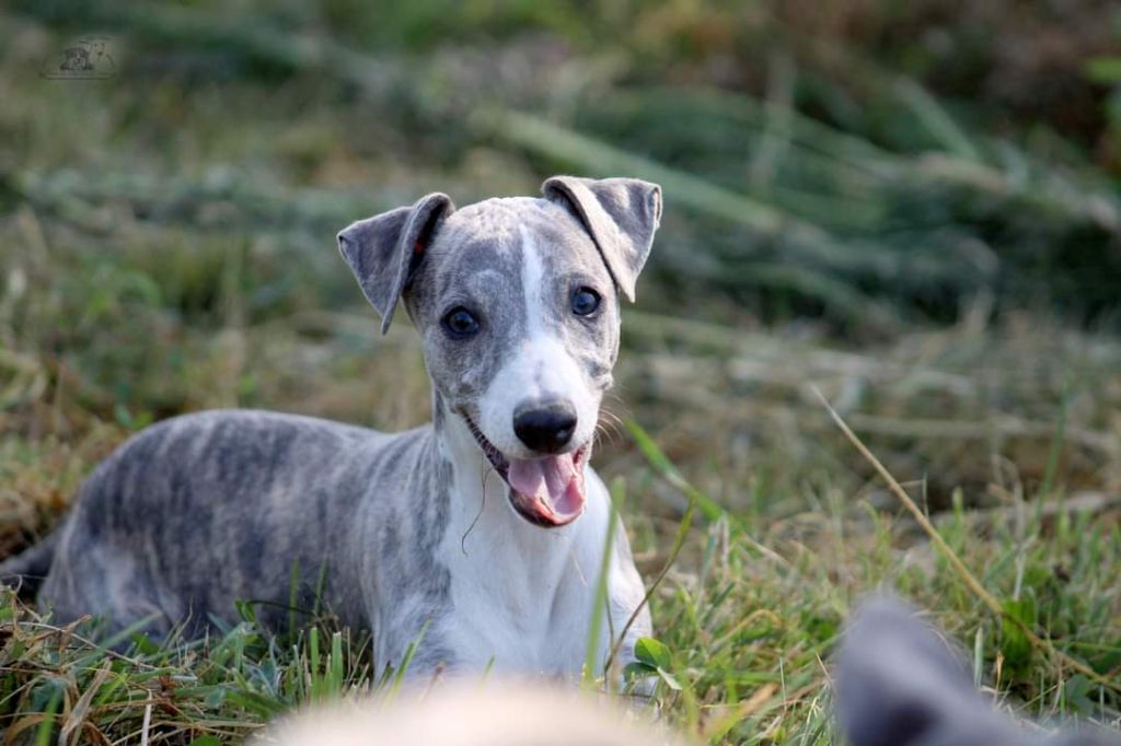 du Pays de l'Auvézère - Chiot disponible  - Whippet