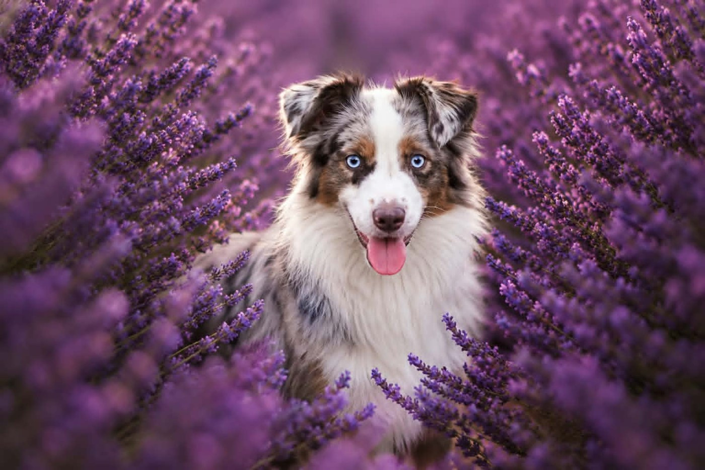 Shanel by activ dog normandy