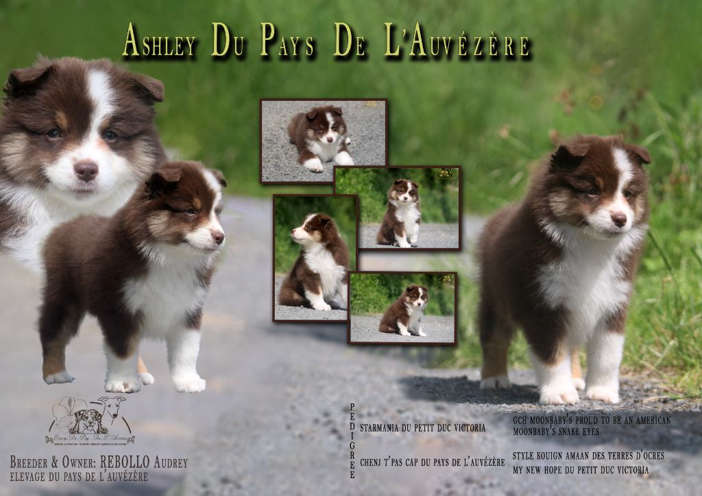 du Pays de l'Auvézère - Chiots disponibles - Berger Américain Miniature 