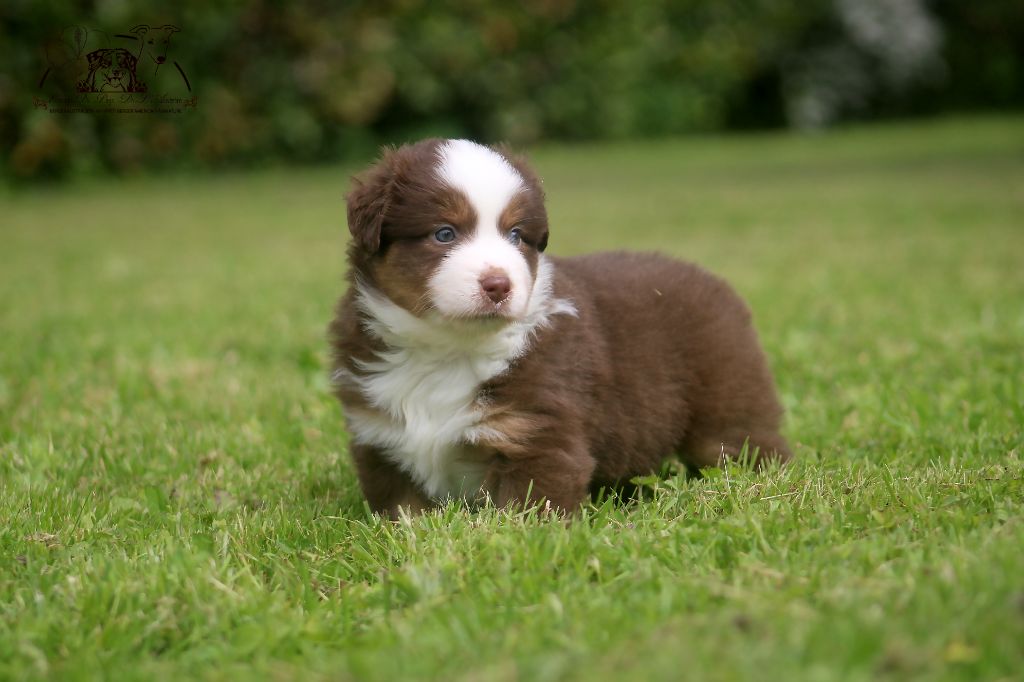 du Pays de l'Auvézère - Chiots disponibles - Berger Américain Miniature 