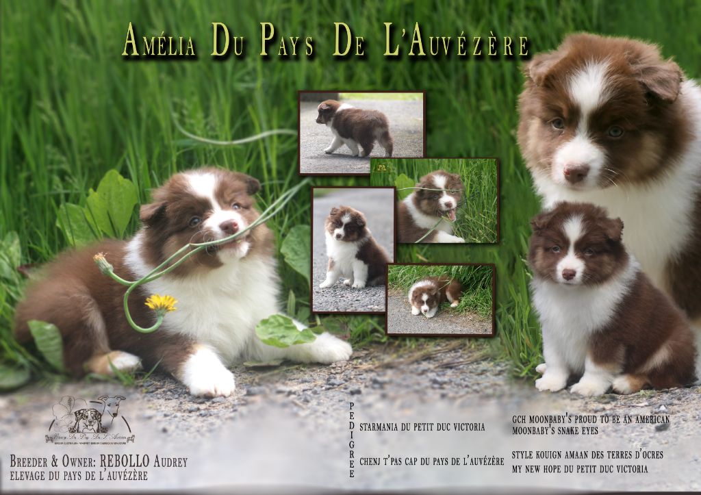 du Pays de l'Auvézère - Chiots disponibles - Berger Américain Miniature 