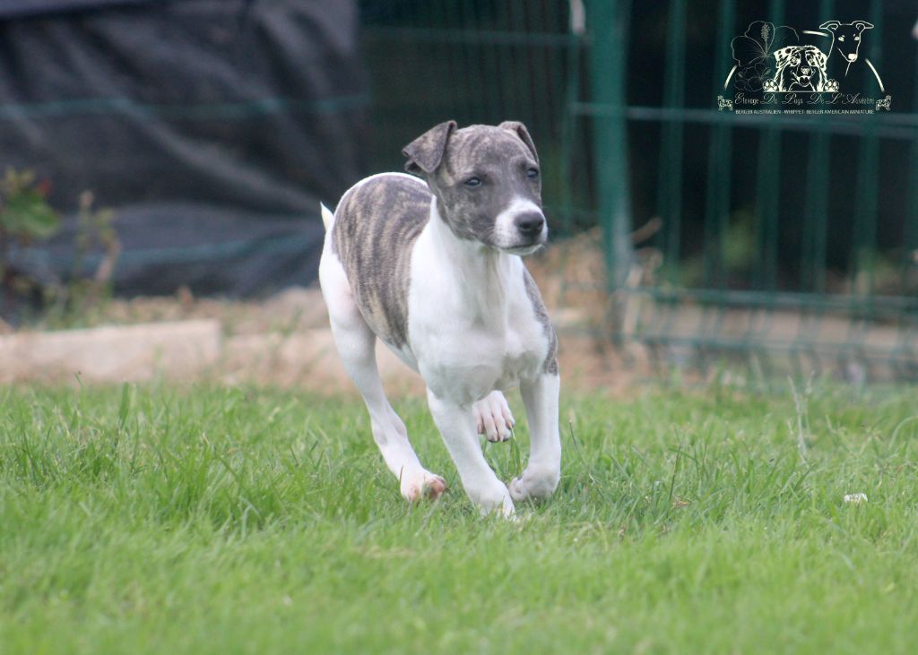 du Pays de l'Auvézère - Chiots disponibles - Whippet