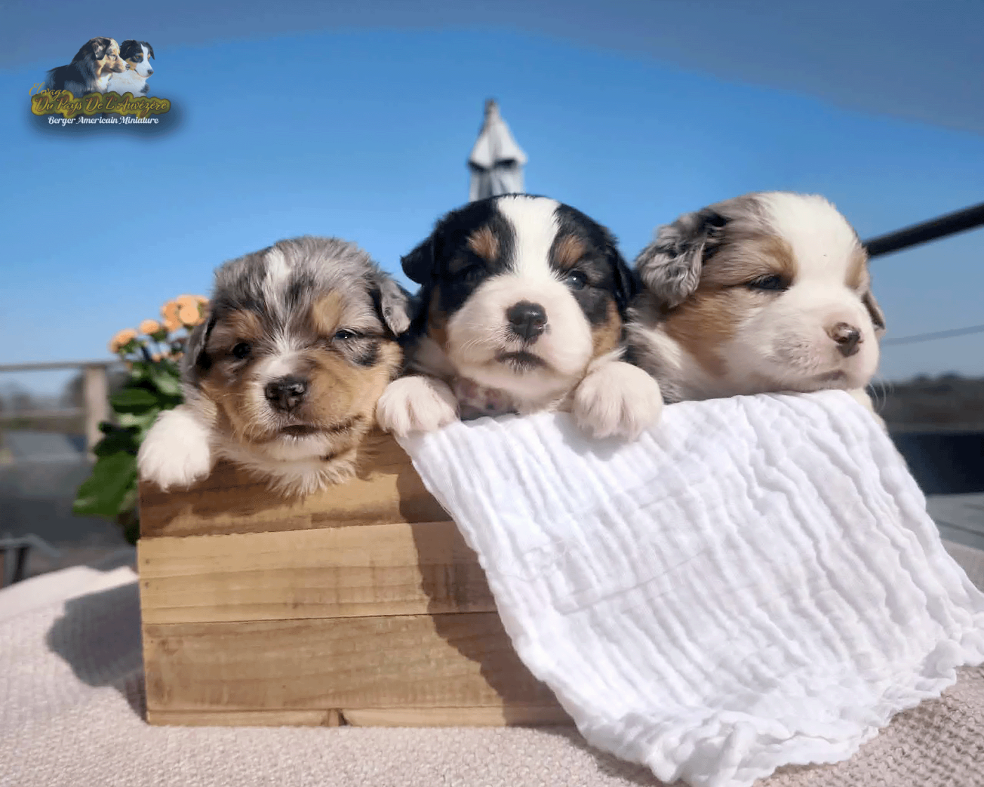 Chiot Berger Américain Miniature  du Pays de l'Auvézère