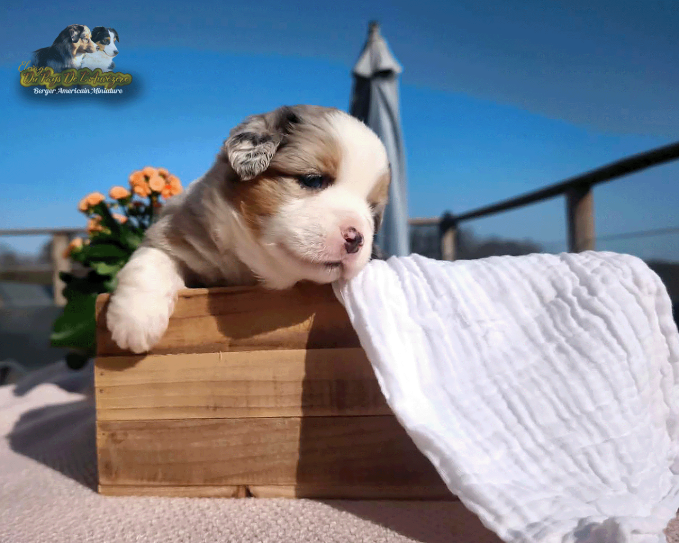 du Pays de l'Auvézère - Chiots disponibles - Berger Américain Miniature 