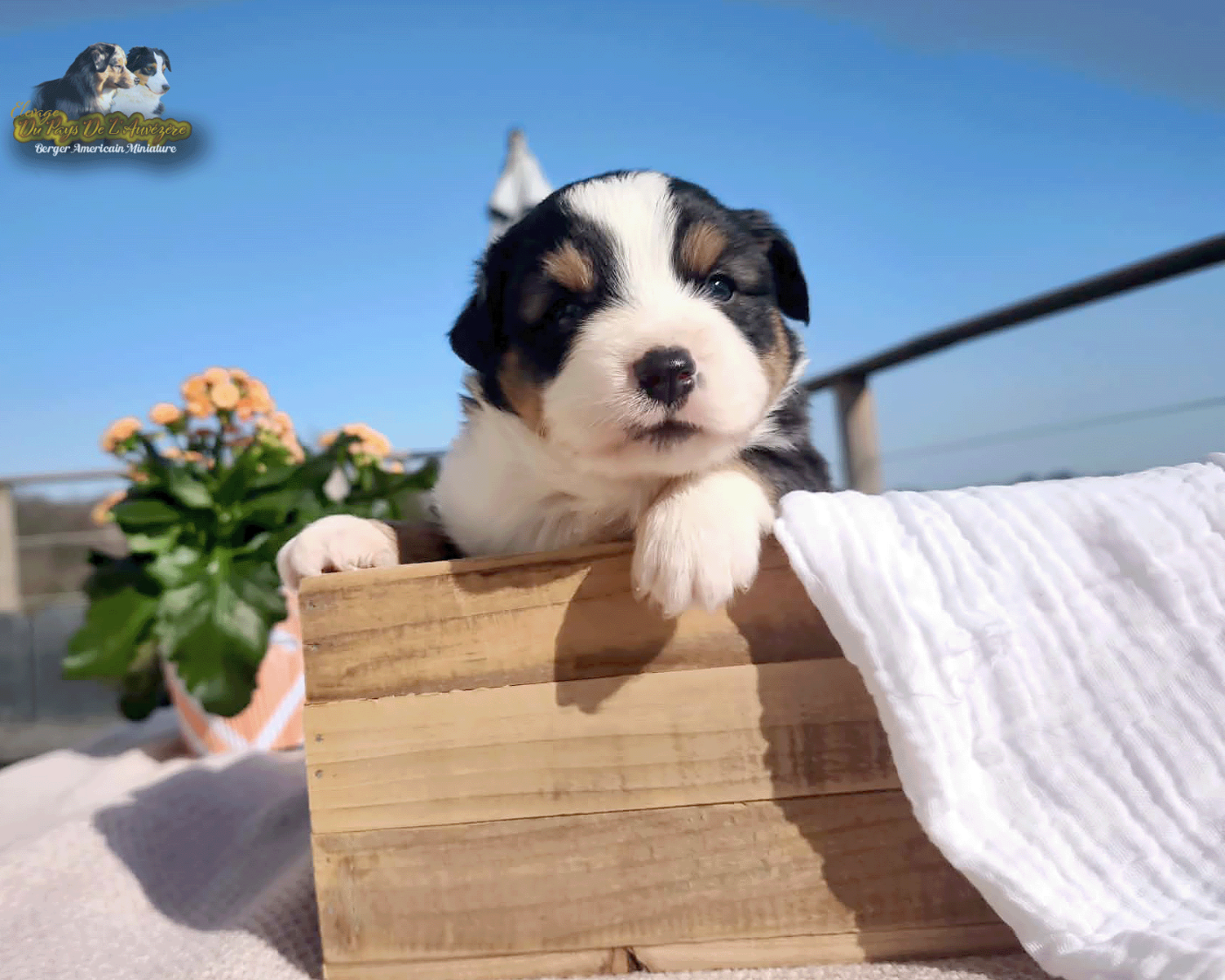 du Pays de l'Auvézère - Chiots disponibles - Berger Américain Miniature 