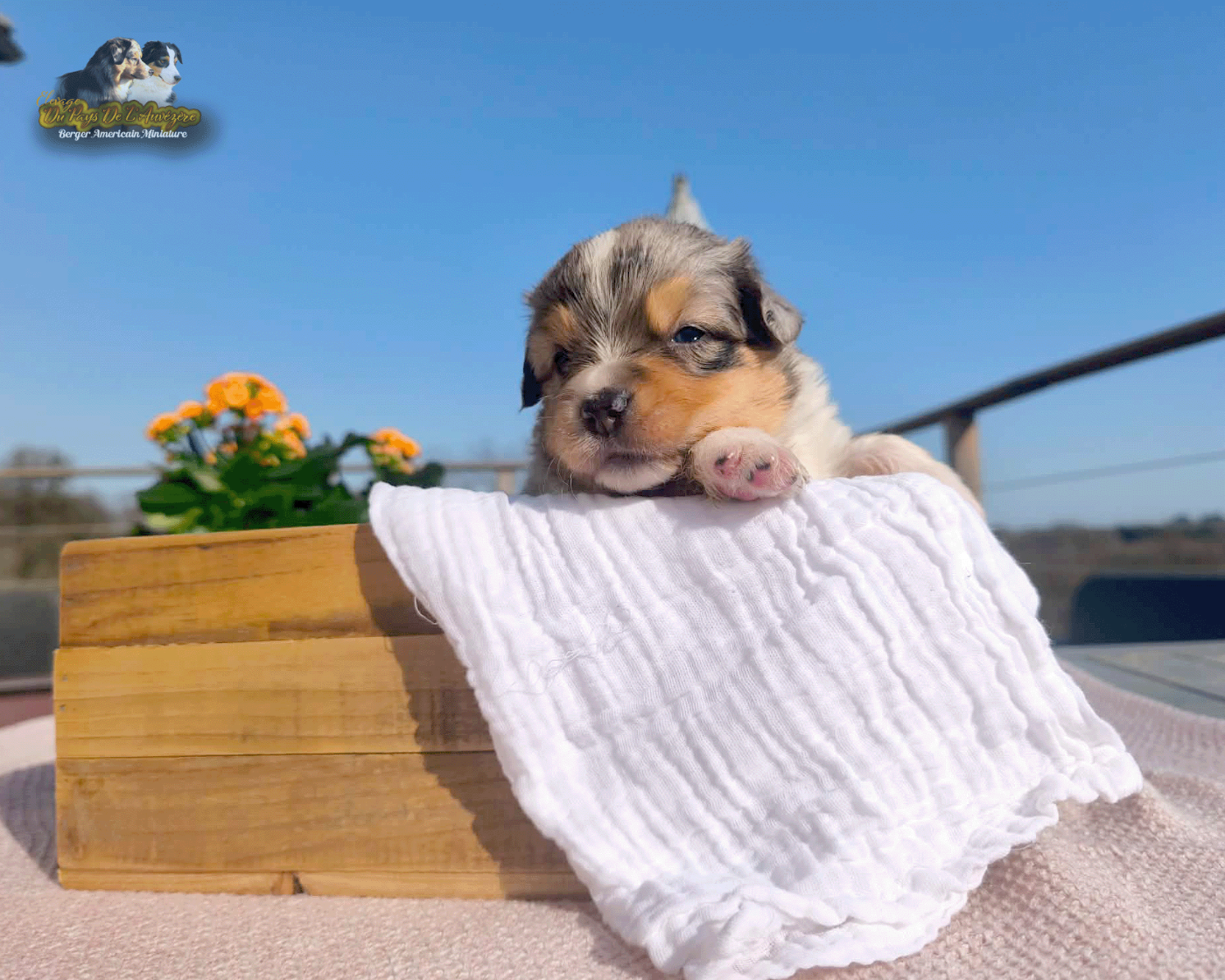 du Pays de l'Auvézère - Chiots disponibles - Berger Américain Miniature 