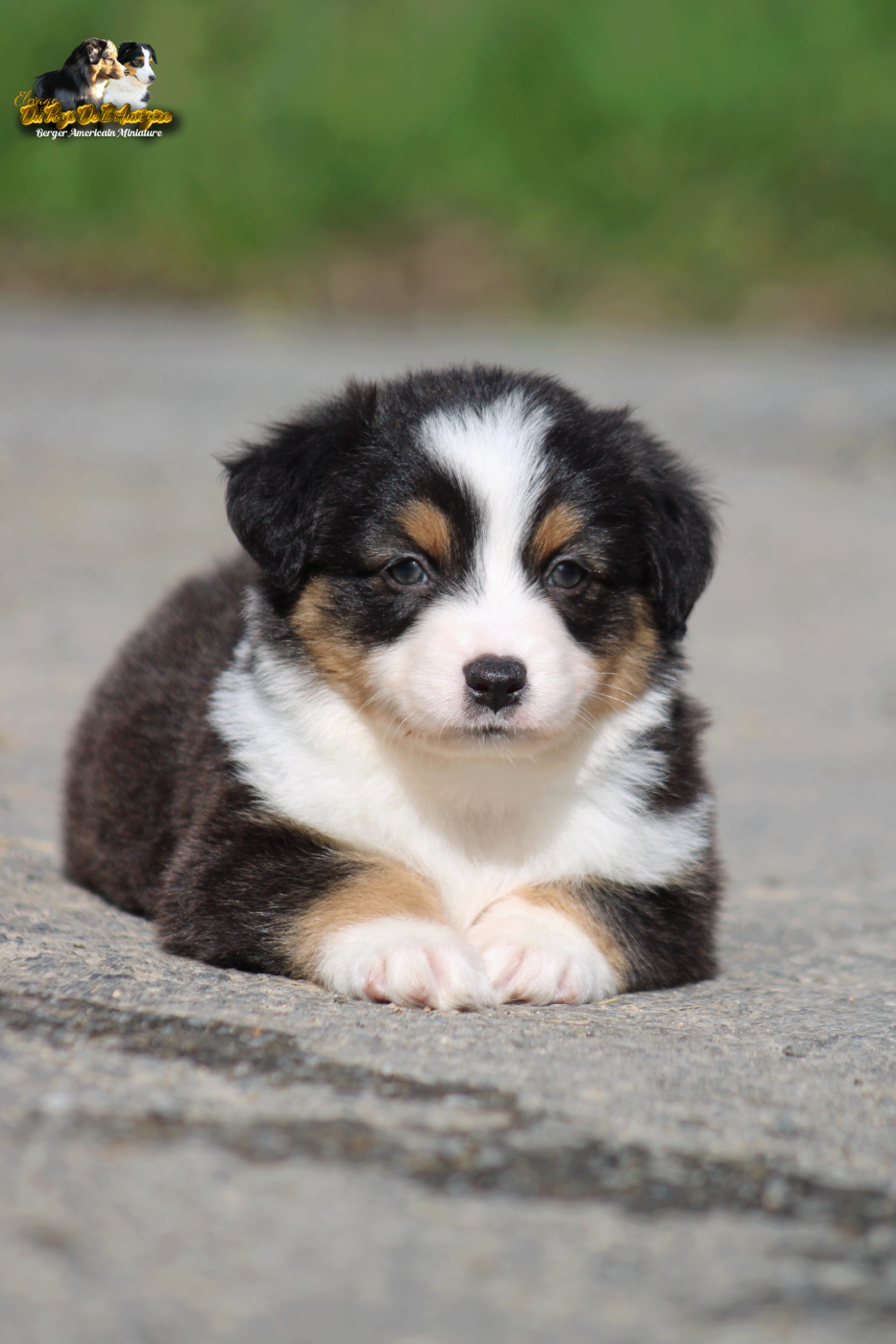 du Pays de l'Auvézère - Chiots disponibles - Berger Américain Miniature 