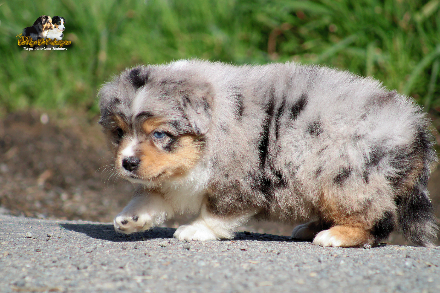 du Pays de l'Auvézère - Chiots disponibles - Berger Américain Miniature 