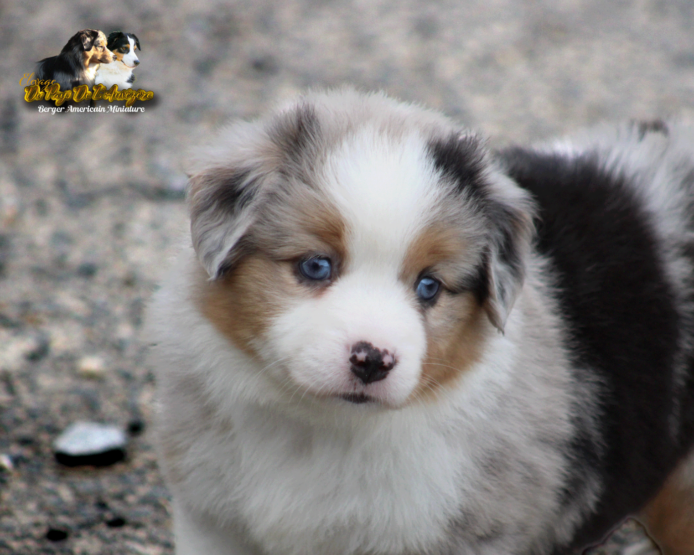 du Pays de l'Auvézère - Chiots disponibles - Berger Américain Miniature 