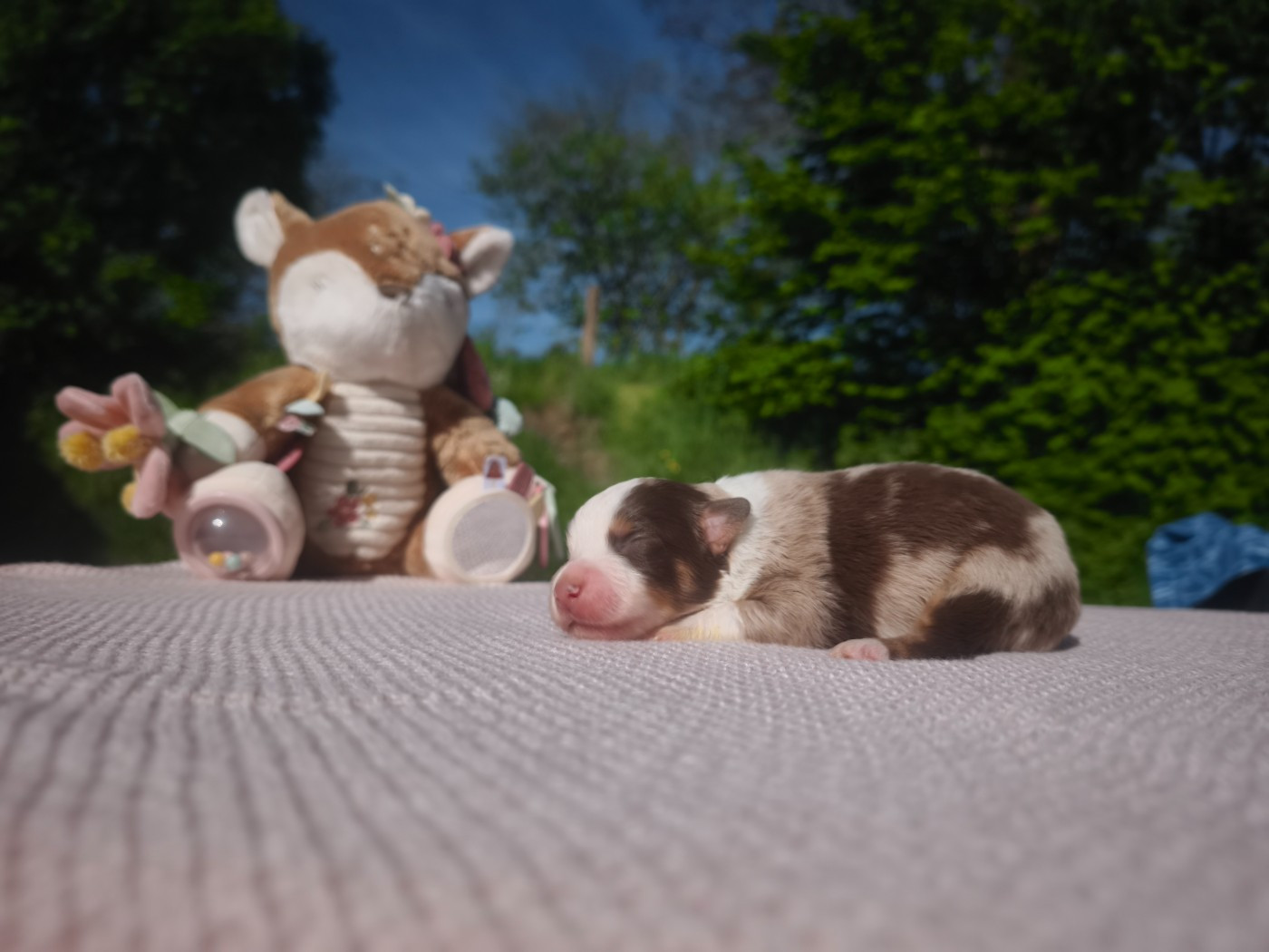 du Pays de l'Auvézère - Chiots disponibles - Berger Américain Miniature 