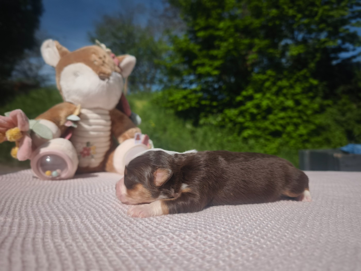 du Pays de l'Auvézère - Chiots disponibles - Berger Américain Miniature 