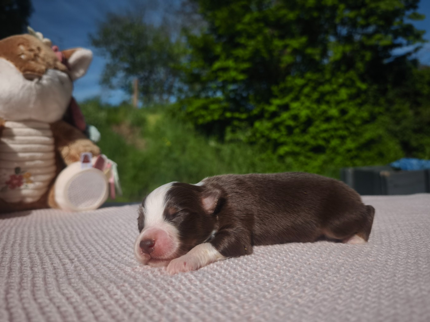 du Pays de l'Auvézère - Chiots disponibles - Berger Américain Miniature 