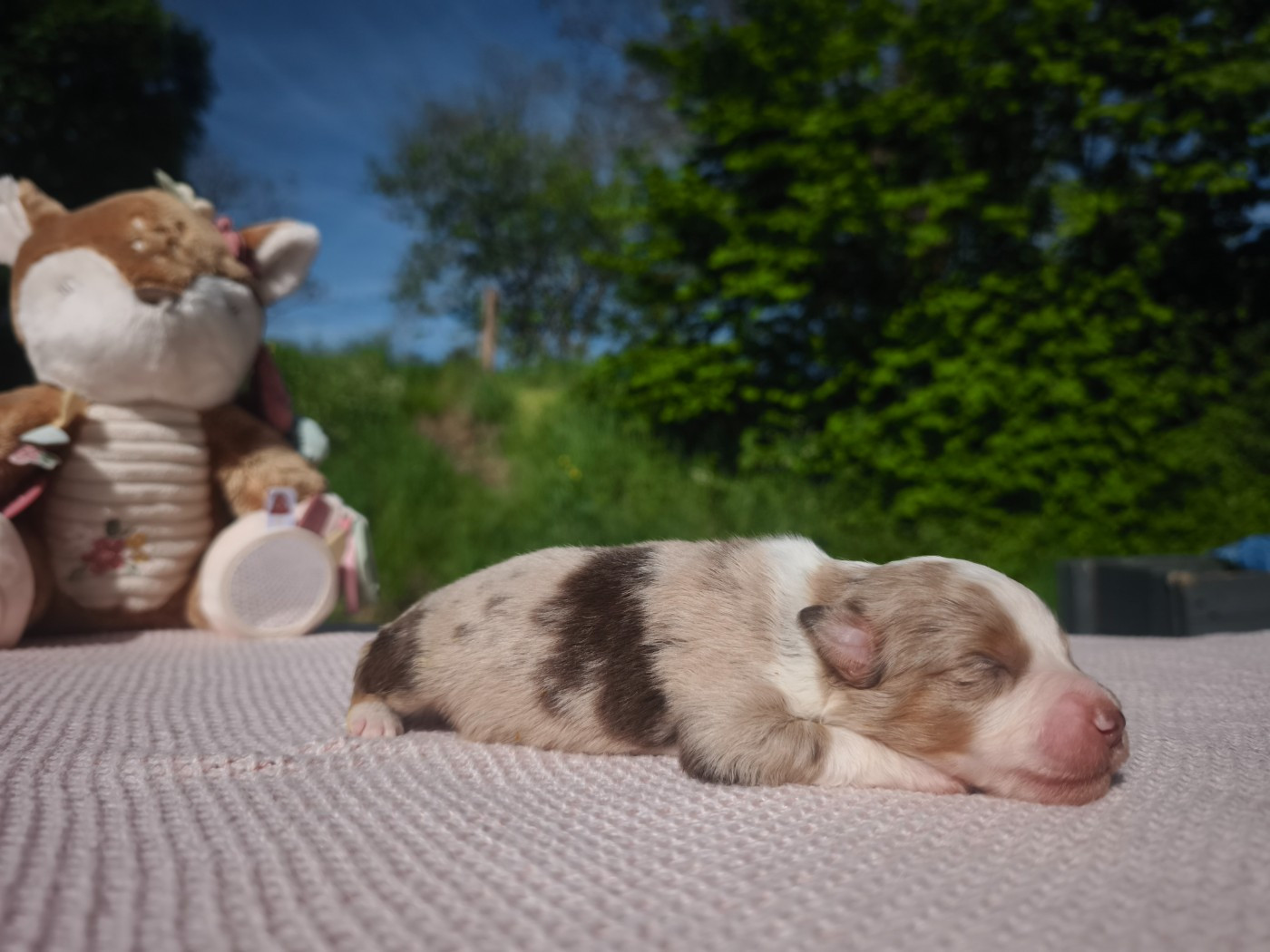 du Pays de l'Auvézère - Chiots disponibles - Berger Américain Miniature 