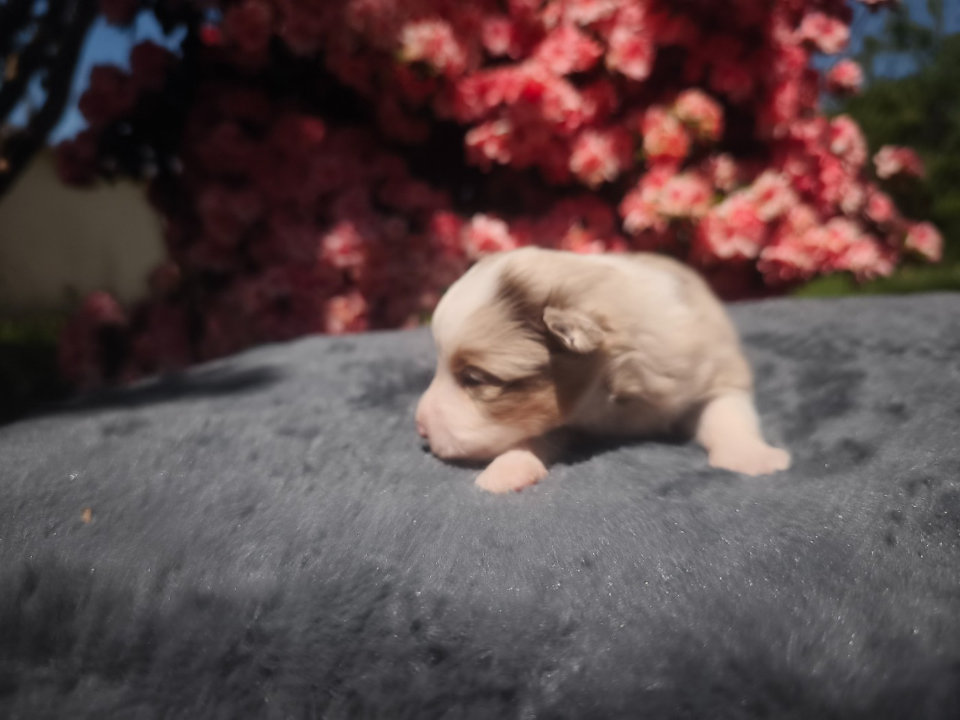 du Pays de l'Auvézère - Chiots disponibles - Berger Américain Miniature 