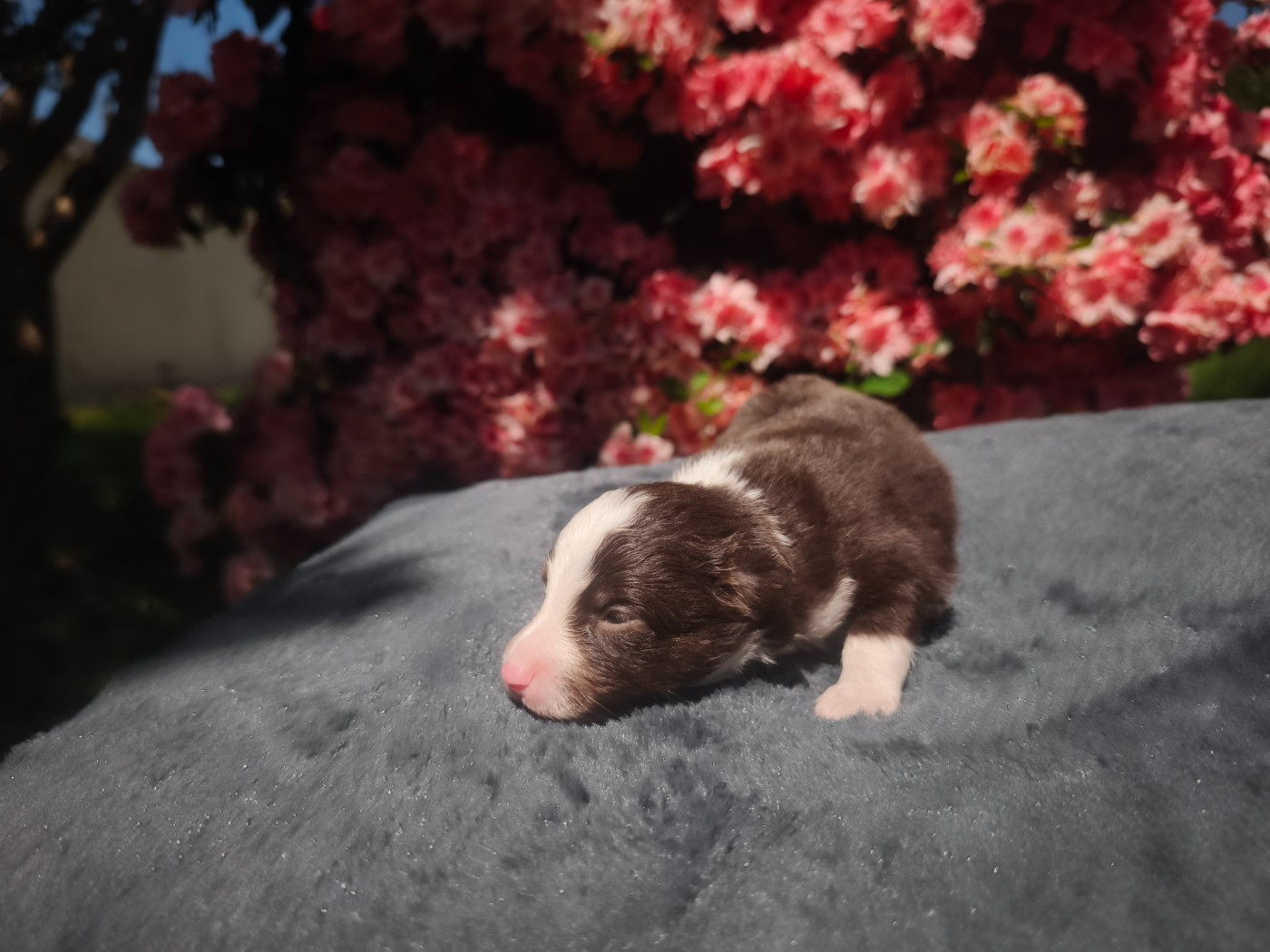 du Pays de l'Auvézère - Chiots disponibles - Berger Américain Miniature 