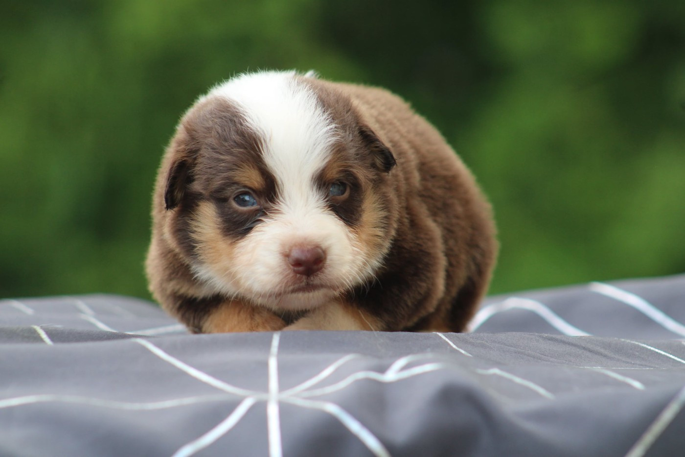 du Pays de l'Auvézère - Chiots disponibles - Berger Américain Miniature 