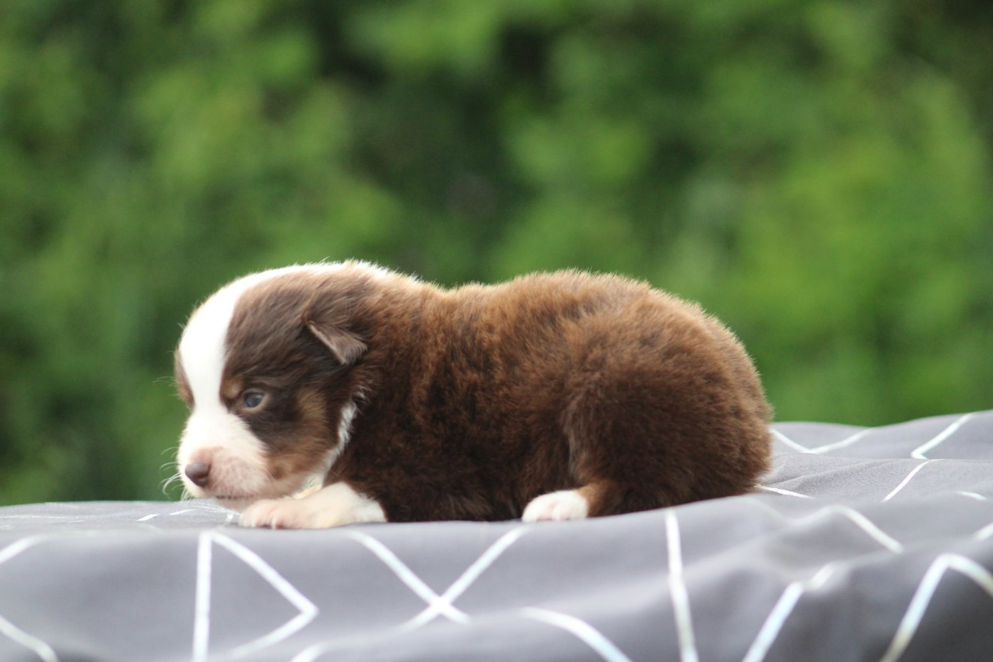 du Pays de l'Auvézère - Chiots disponibles - Berger Américain Miniature 