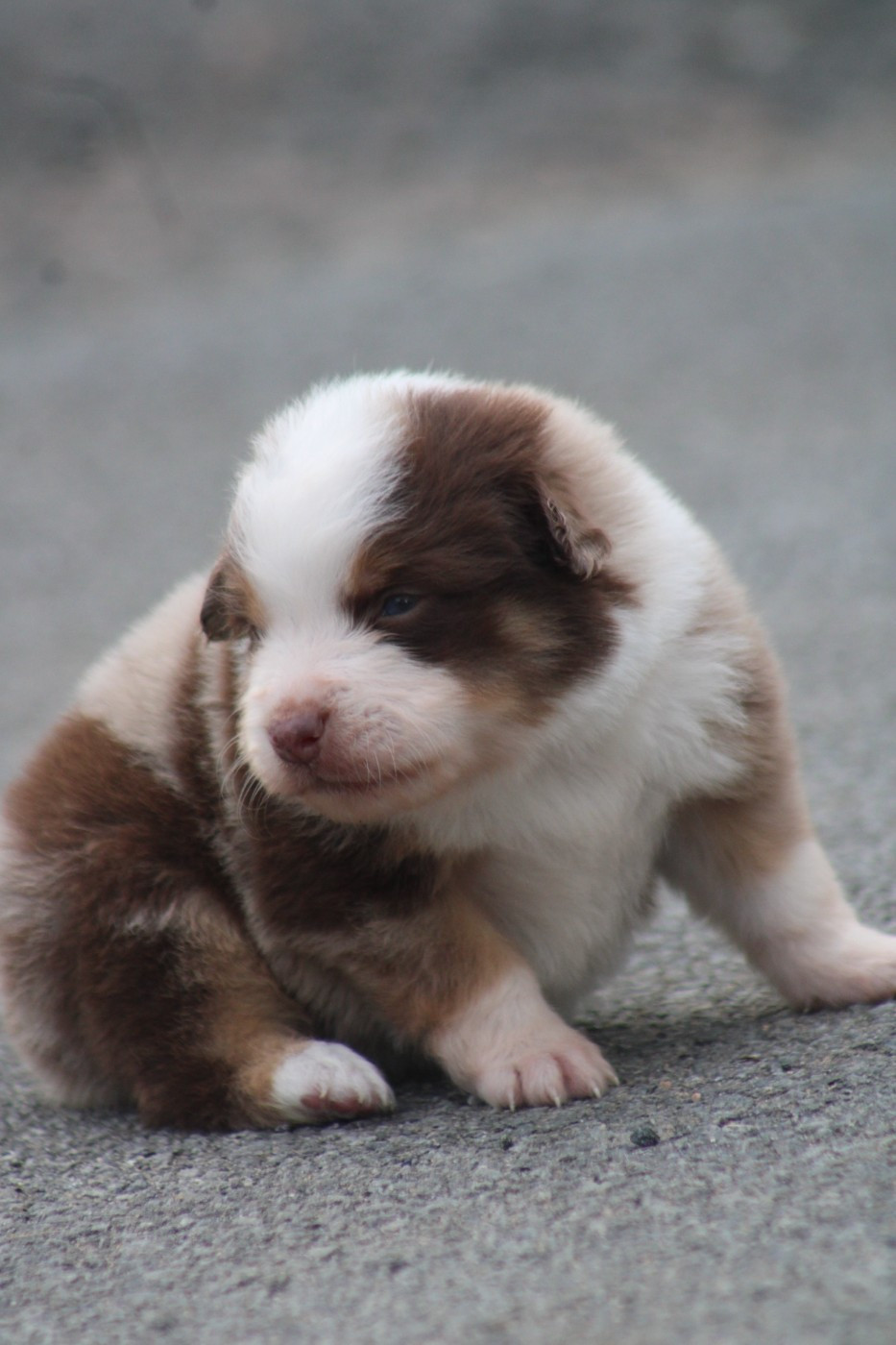 du Pays de l'Auvézère - Chiots disponibles - Berger Américain Miniature 