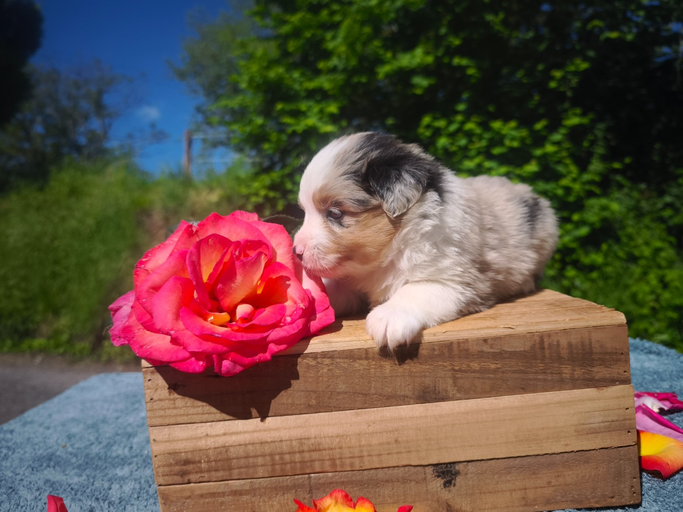 du Pays de l'Auvézère - Chiots disponibles - Berger Américain Miniature 