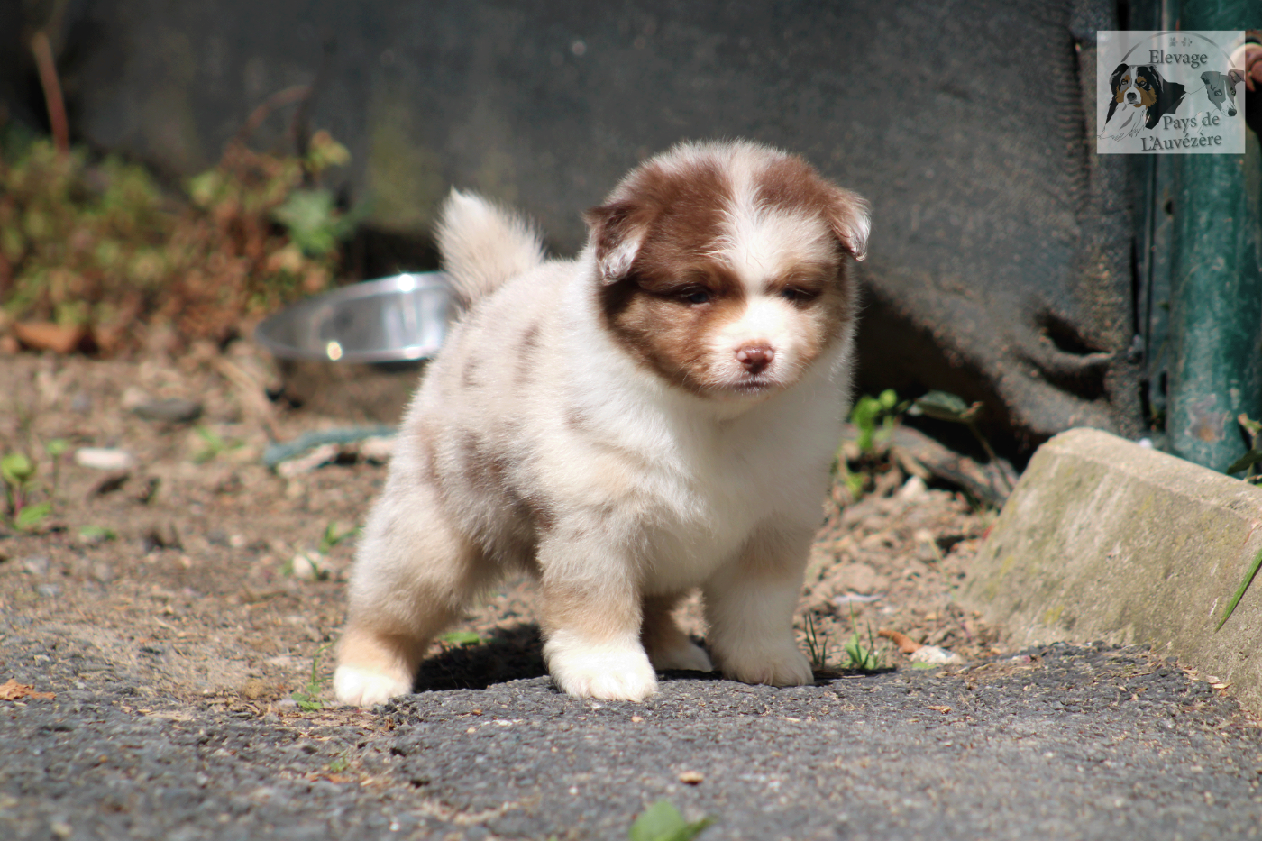 du Pays de l'Auvézère - Chiots disponibles - Berger Américain Miniature 