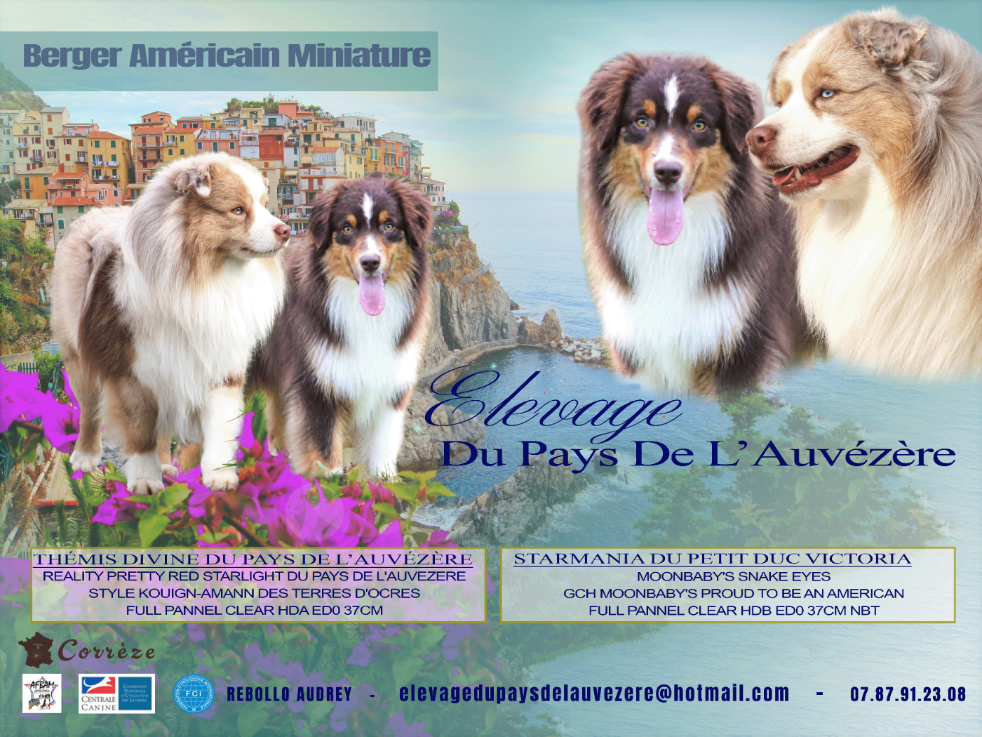 Chiot Berger Américain Miniature  du Pays de l'Auvézère