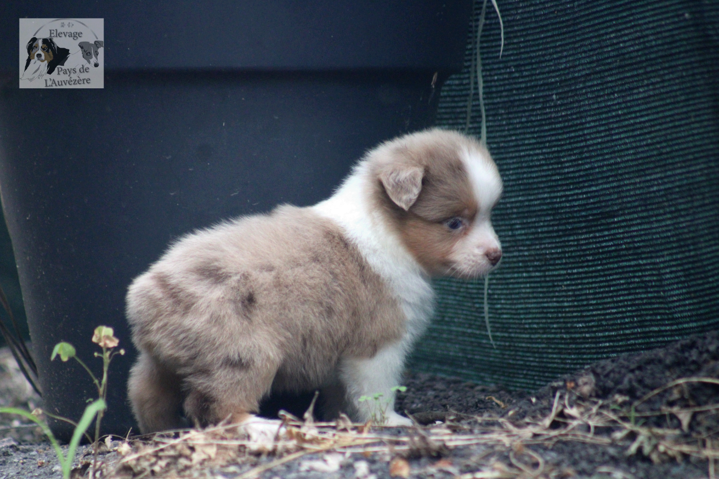 du Pays de l'Auvézère - Chiots disponibles - Berger Américain Miniature 