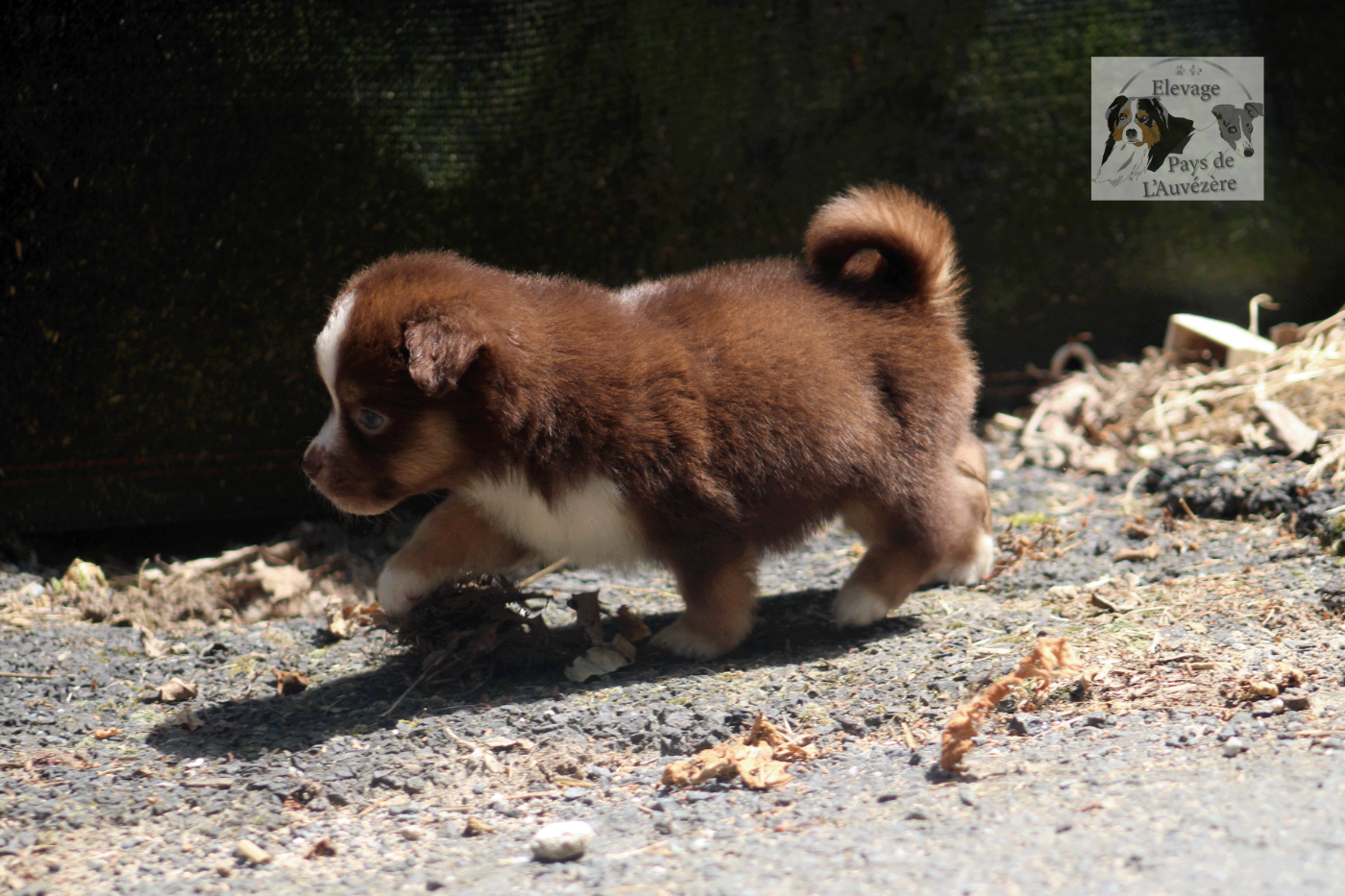 du Pays de l'Auvézère - Chiots disponibles - Berger Américain Miniature 