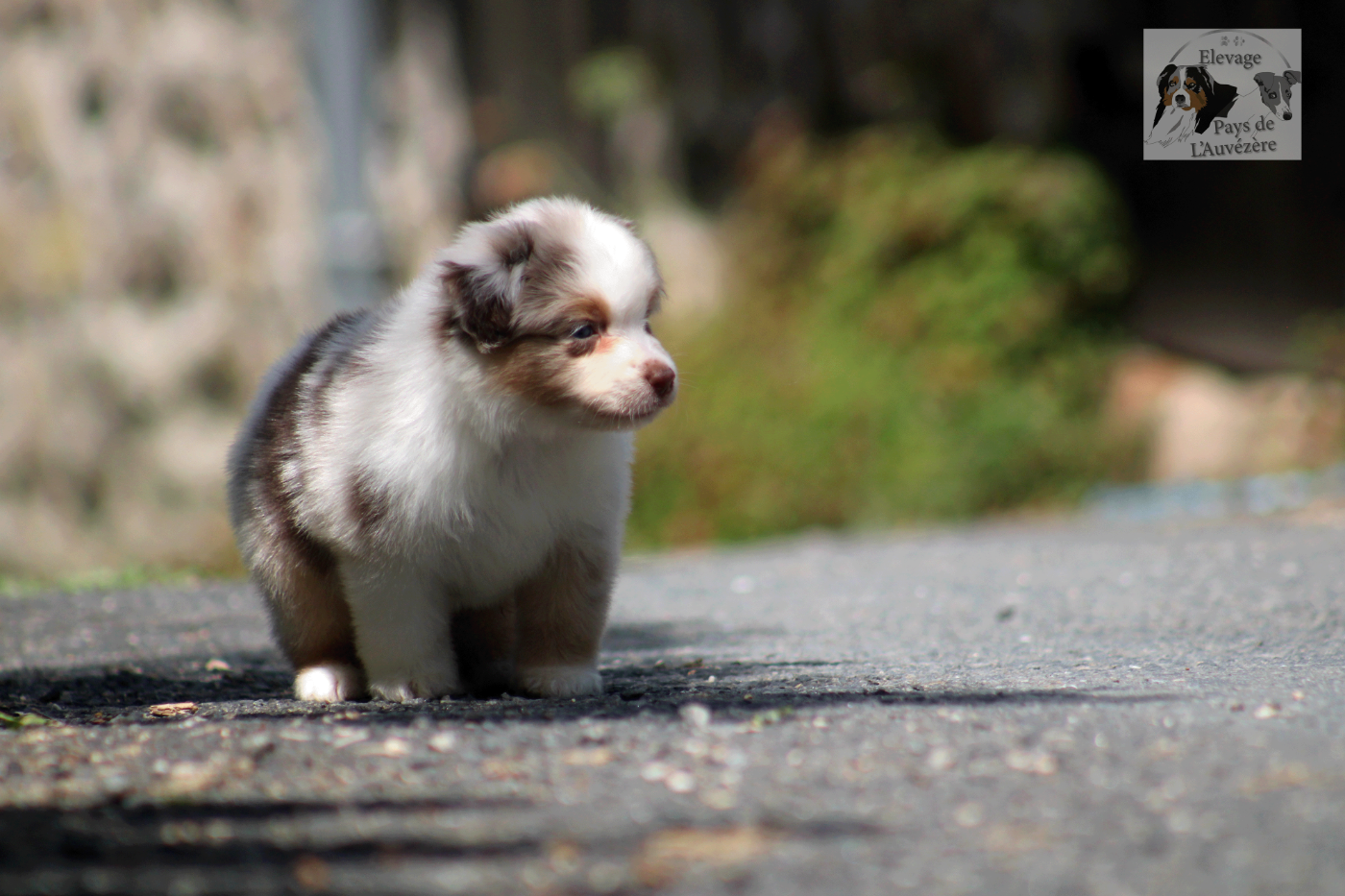 du Pays de l'Auvézère - Chiots disponibles - Berger Américain Miniature 