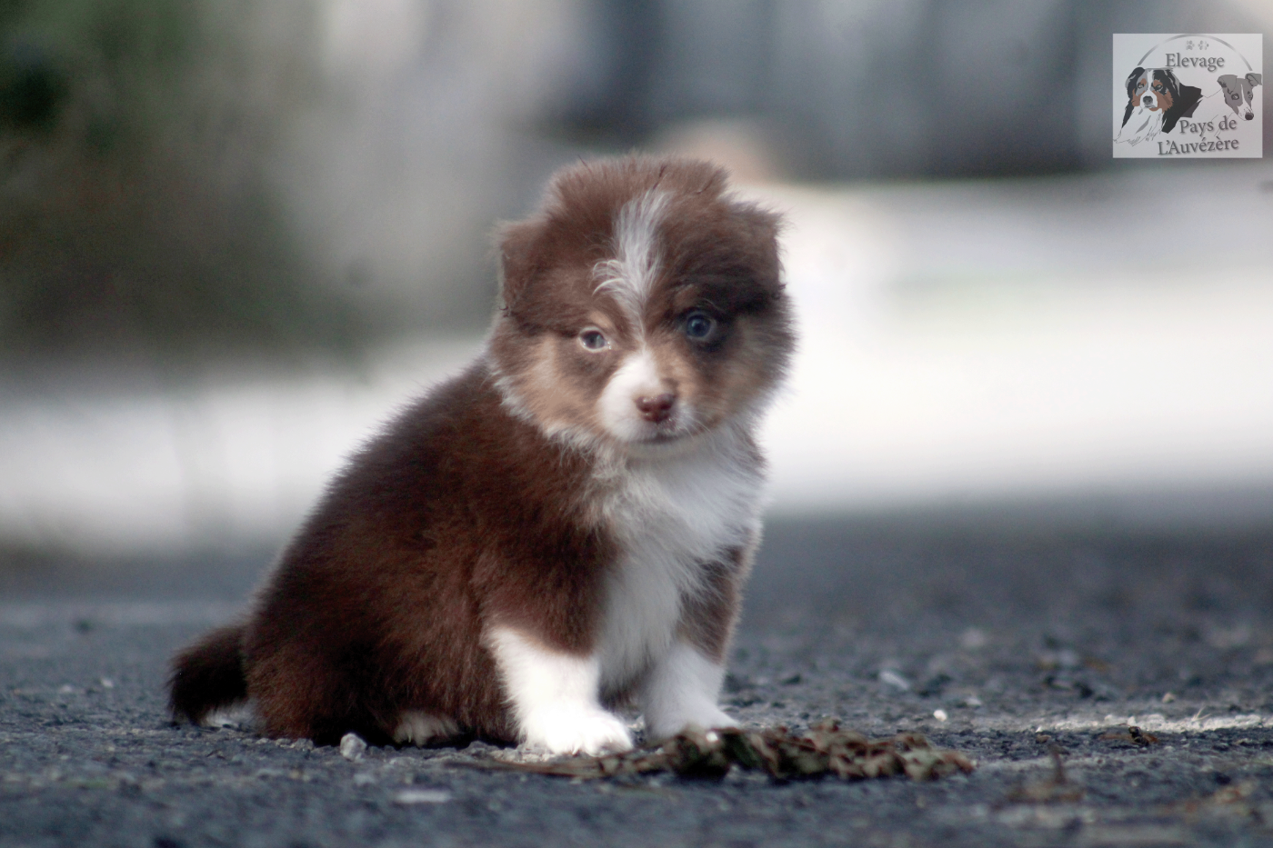 du Pays de l'Auvézère - Chiots disponibles - Berger Américain Miniature 