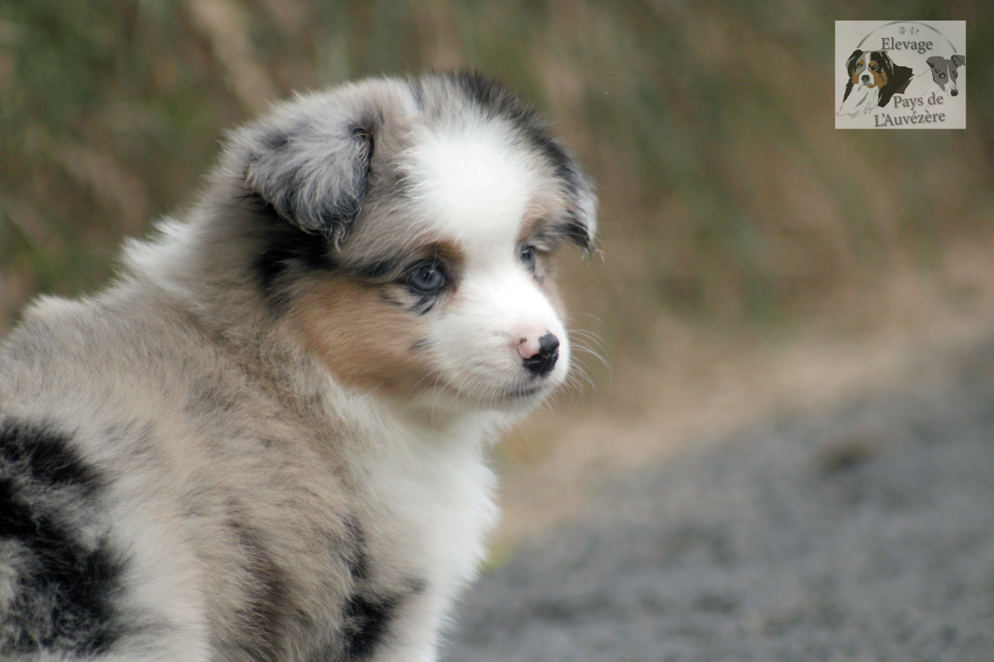 du Pays de l'Auvézère - Chiots disponibles - Berger Américain Miniature 