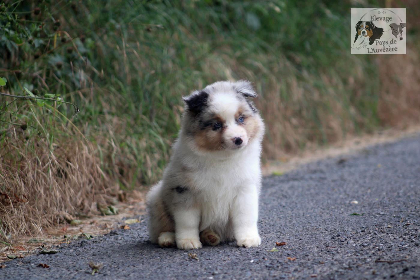 du Pays de l'Auvézère - Chiots disponibles - Berger Américain Miniature 