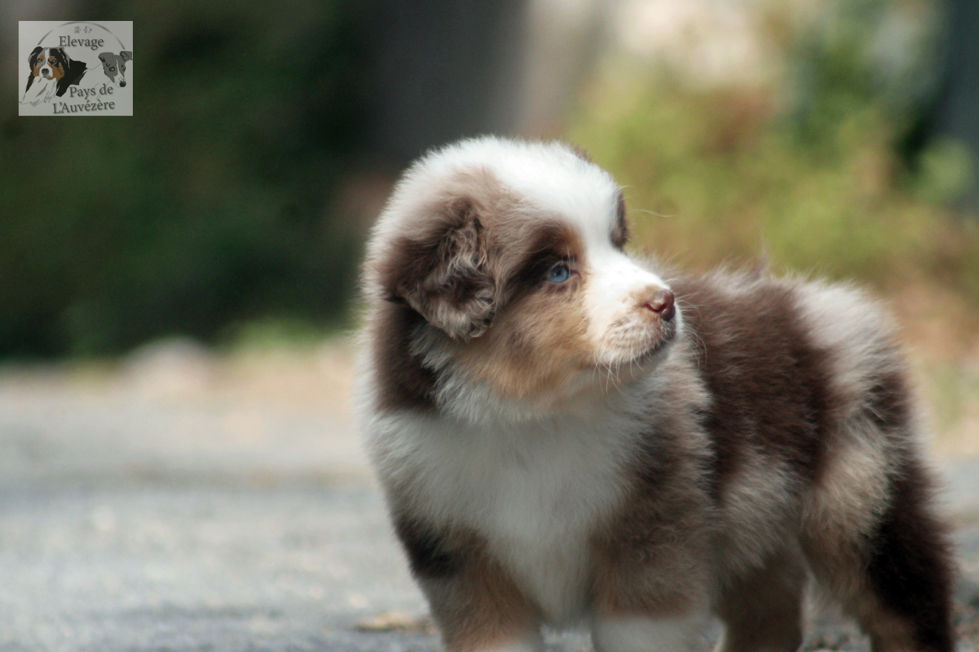 du Pays de l'Auvézère - Chiots disponibles - Berger Américain Miniature 