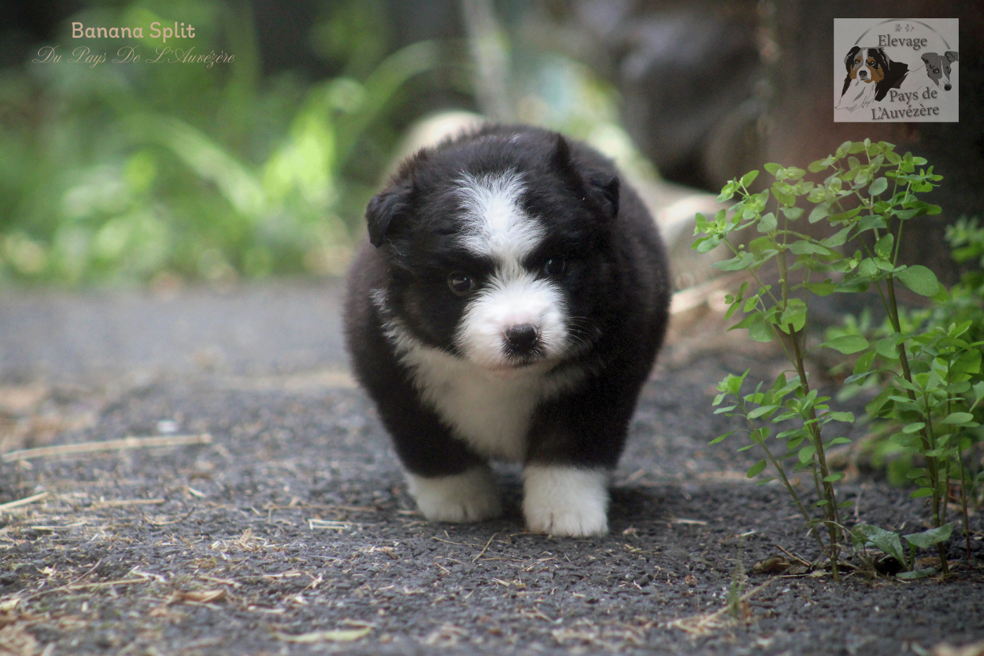 du Pays de l'Auvézère - Chiots disponibles - Berger Américain Miniature 