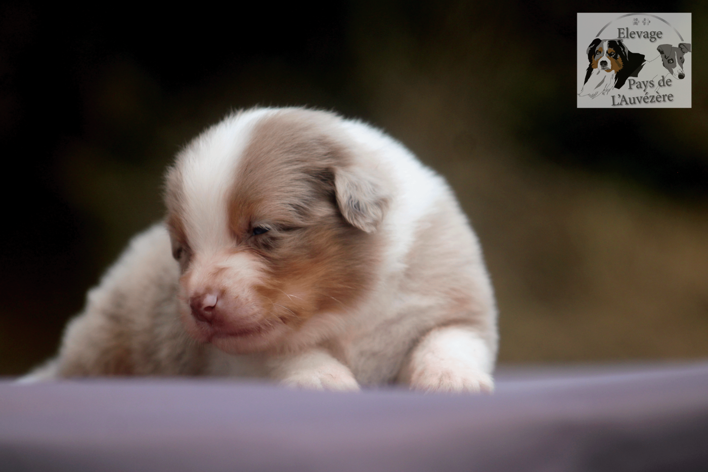 du Pays de l'Auvézère - Chiots disponibles - Berger Américain Miniature 