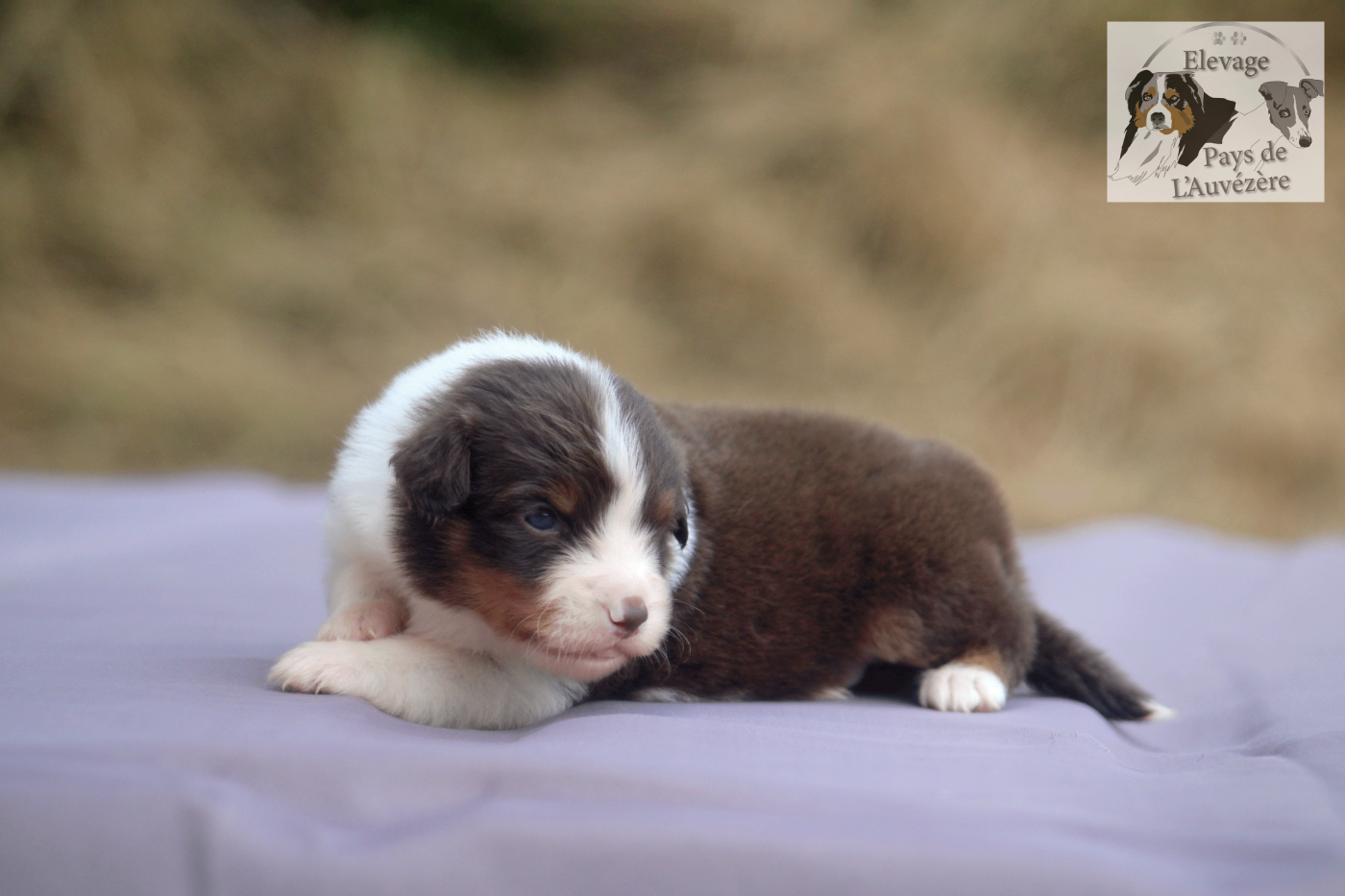 du Pays de l'Auvézère - Chiots disponibles - Berger Américain Miniature 