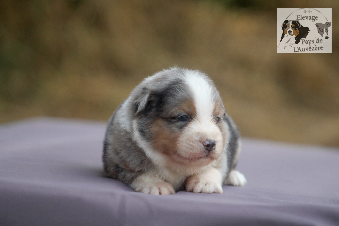 du Pays de l'Auvézère - Chiots disponibles - Berger Américain Miniature 