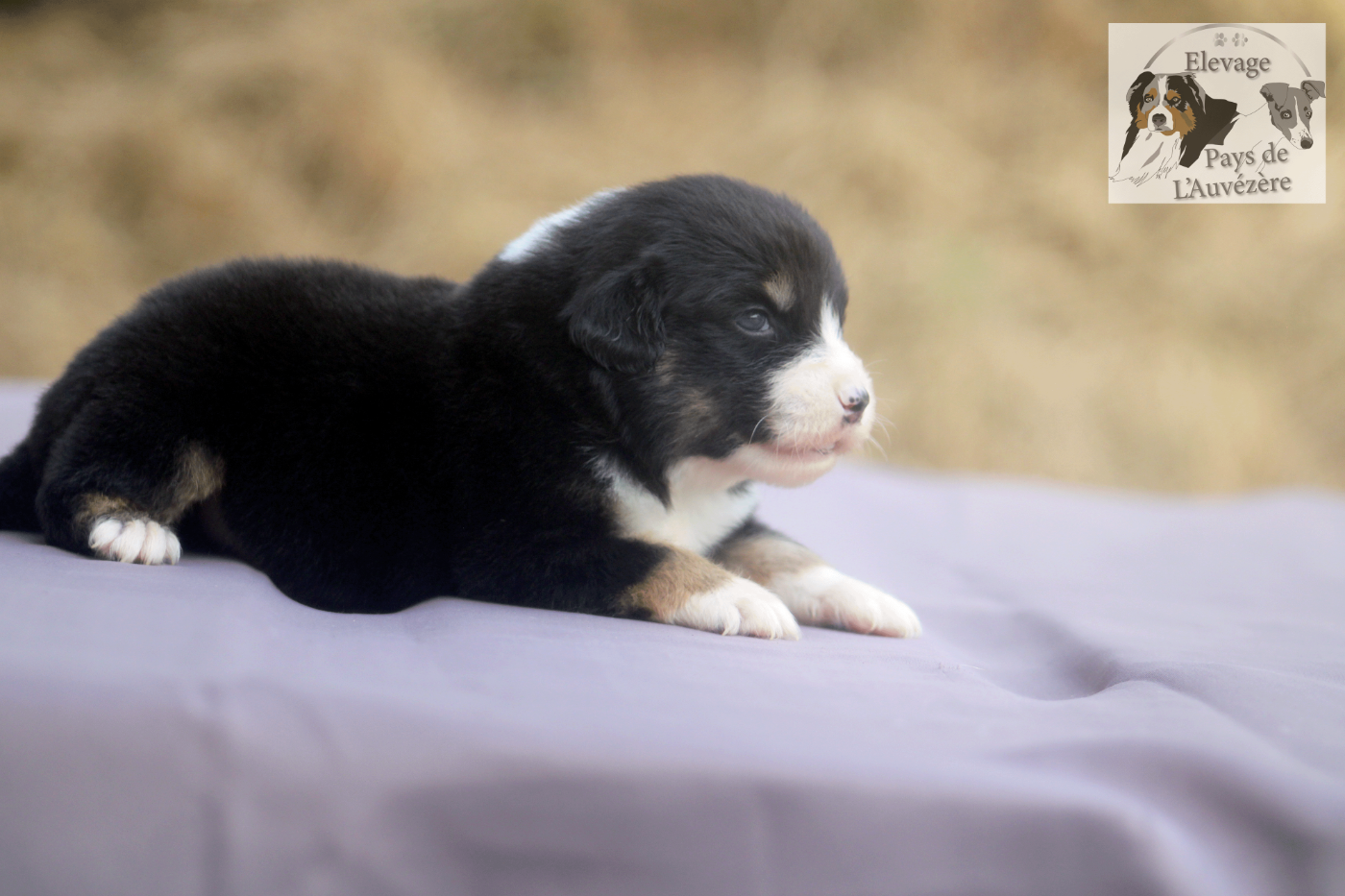 du Pays de l'Auvézère - Chiots disponibles - Berger Américain Miniature 