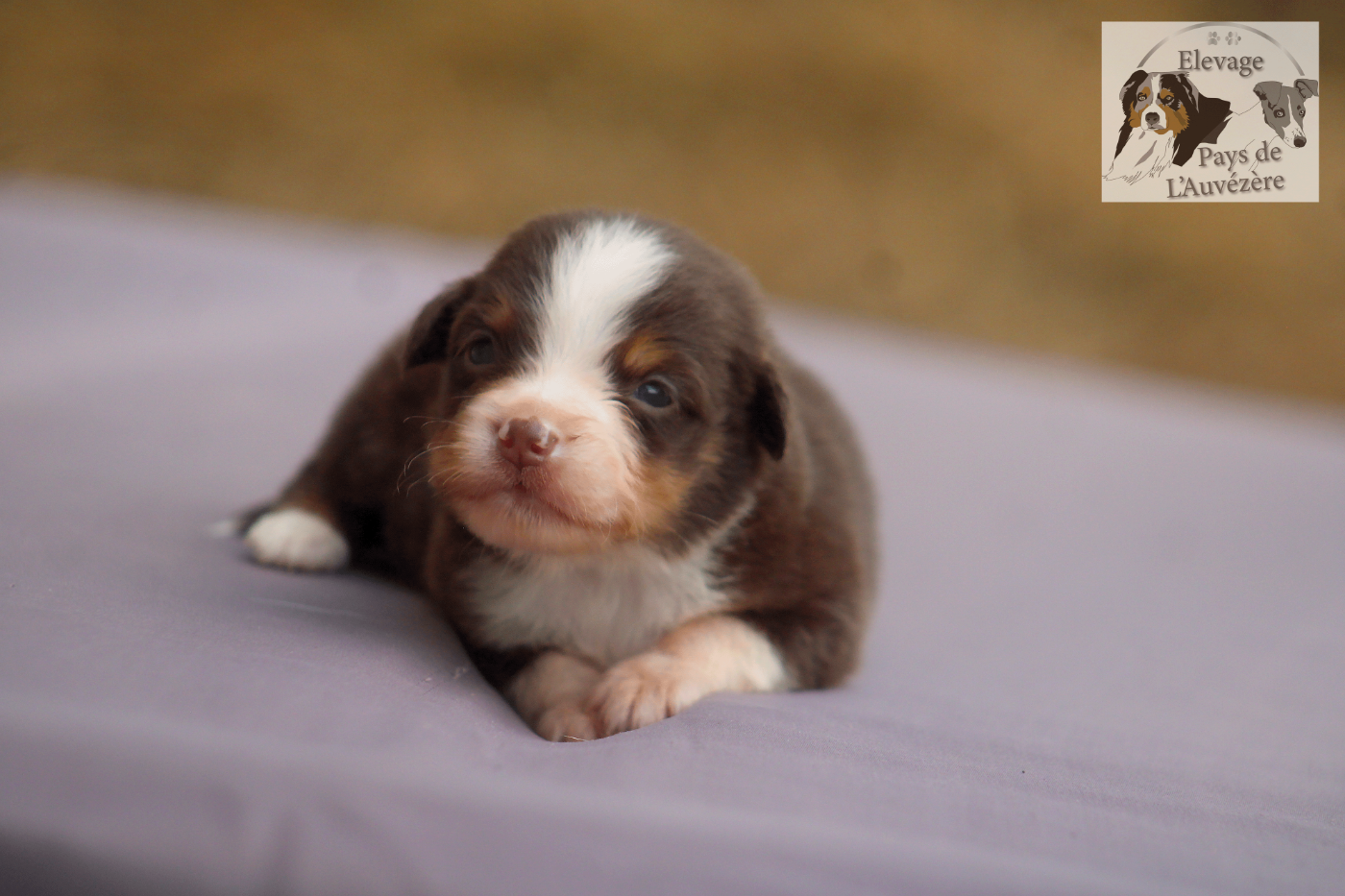 du Pays de l'Auvézère - Chiots disponibles - Berger Américain Miniature 