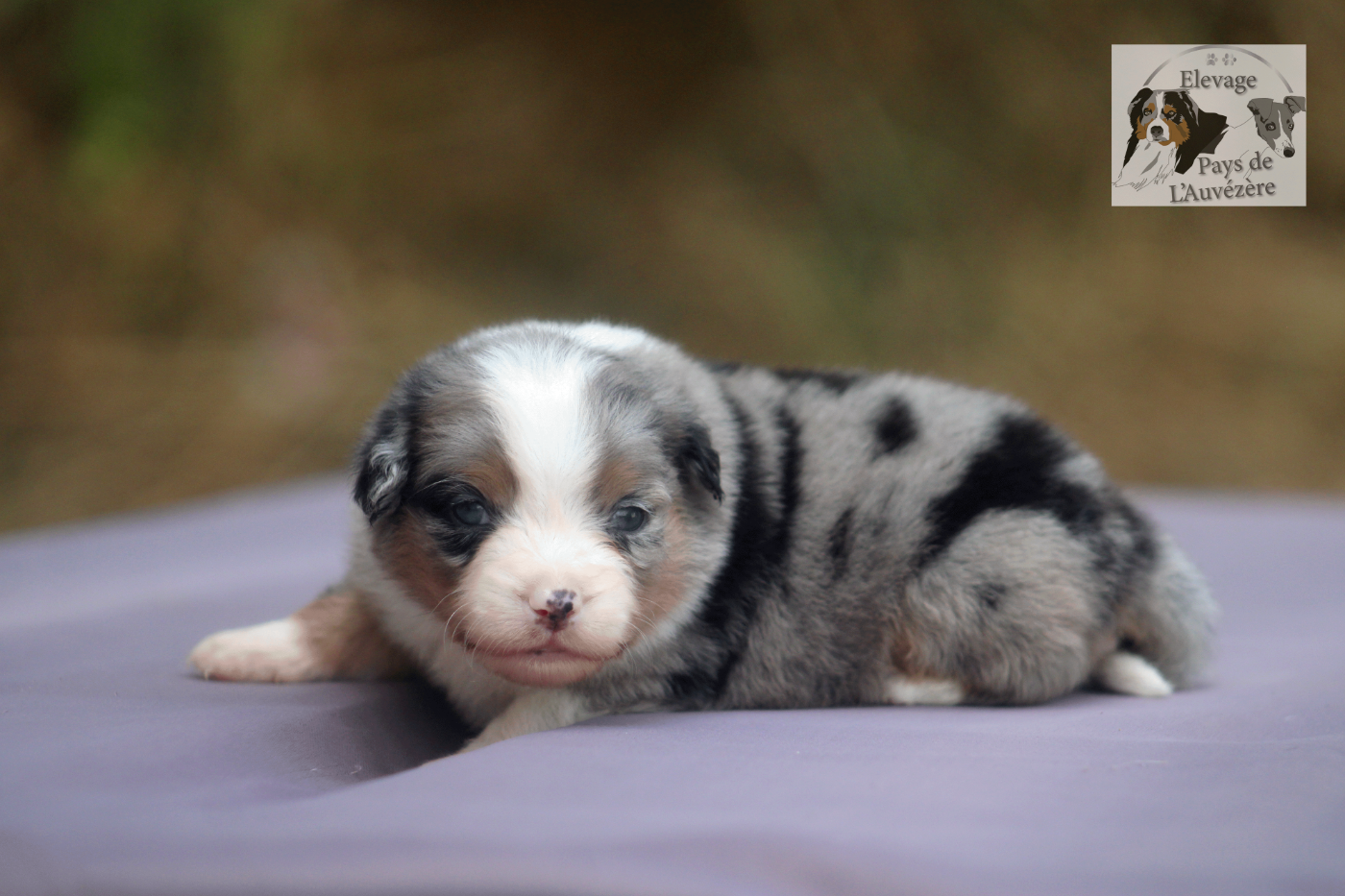 du Pays de l'Auvézère - Chiots disponibles - Berger Américain Miniature 