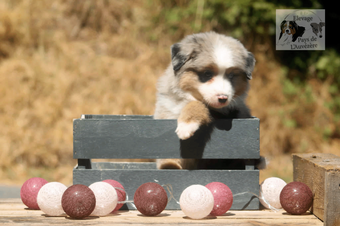 du Pays de l'Auvézère - Chiots disponibles - Berger Américain Miniature 