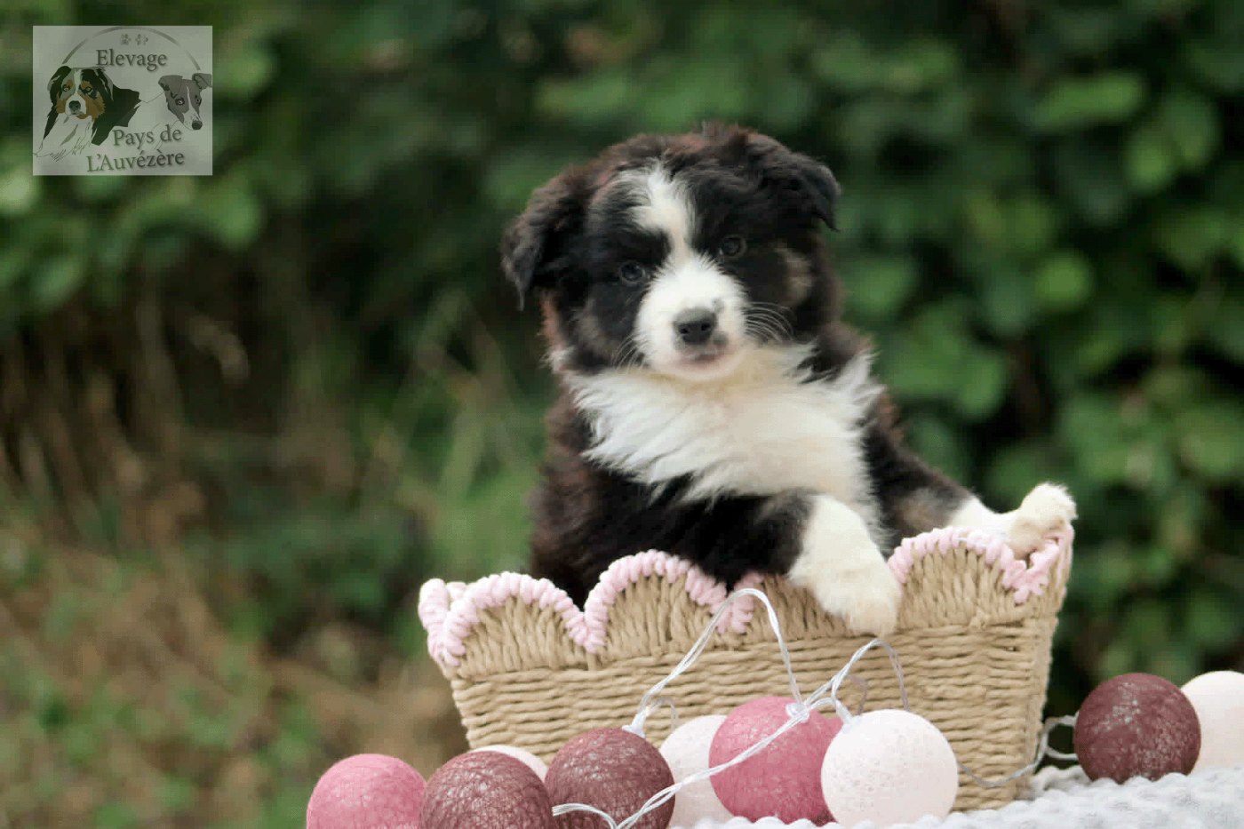 du Pays de l'Auvézère - Chiots disponibles - Berger Américain Miniature 