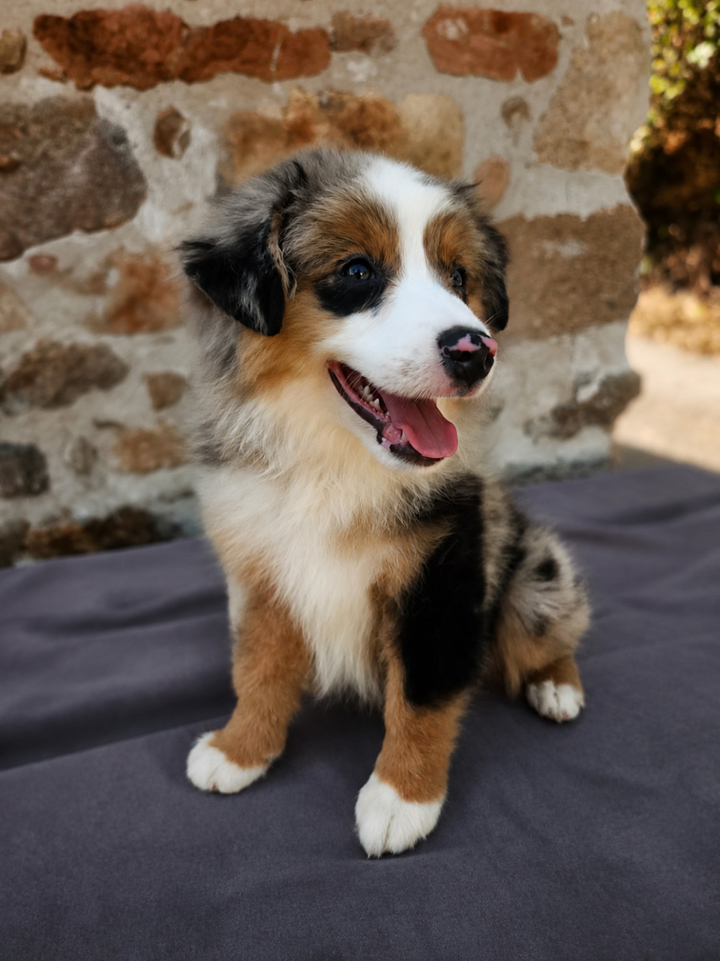 du Pays de l'Auvézère - Chiots disponibles - Berger Américain Miniature 