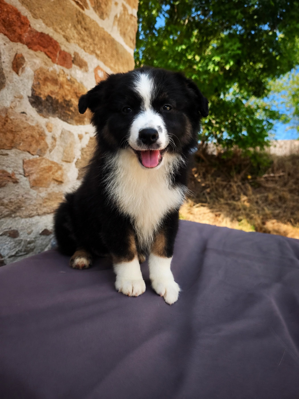 du Pays de l'Auvézère - Chiots disponibles - Berger Américain Miniature 