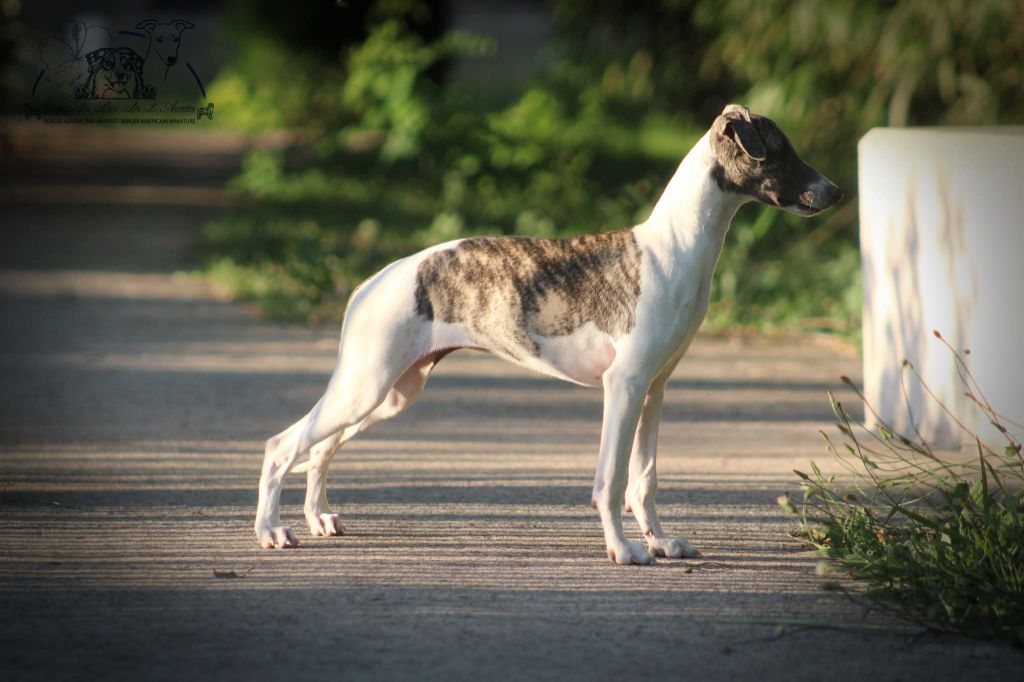 du Pays de l'Auvézère - Chiots disponibles - Whippet